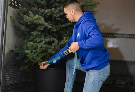 Hamal fixează cu chingi un brad în ghiveci, pentru transport în boxer